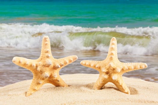 Summer background. Beauty summer background for summer time .Starfish on summer background