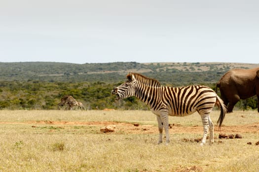 Burchell's Zebra standing and choking at what his friends are doing in the background.