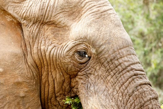 Close up of a Bush Elephant eating grass in the field.