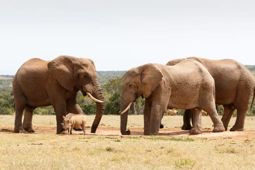 Warthog walking away, having no chance against the Bush Elephants at the watering hole.