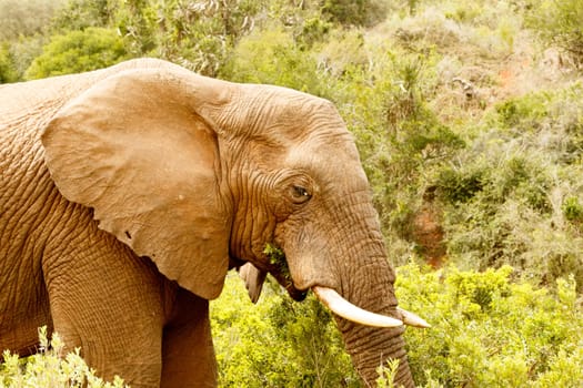 Close up of a Bush Elephant standing and eating grass in the bushes.