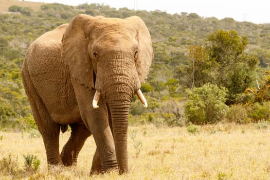 Elephant walking proudly to you in the field.