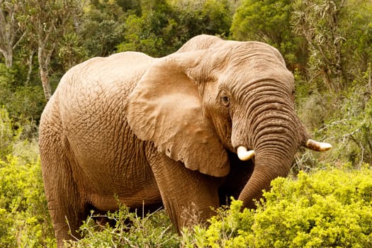 Elephant stretching down for a branch with his trunk.