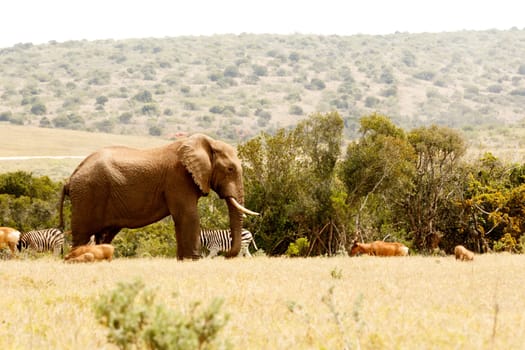 Bush Elephant standing and watching over all the animals in the field.