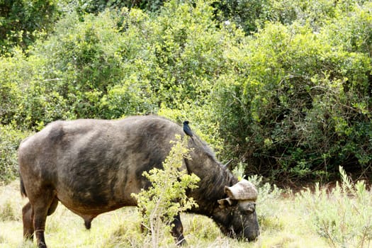 Bird watching the buffalo standing and eating grass.