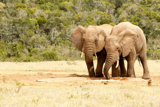 Two love birds elephants drinking together at the watering hole.