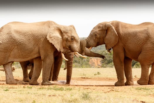 Bush Elephants standing with their trunk twisted.