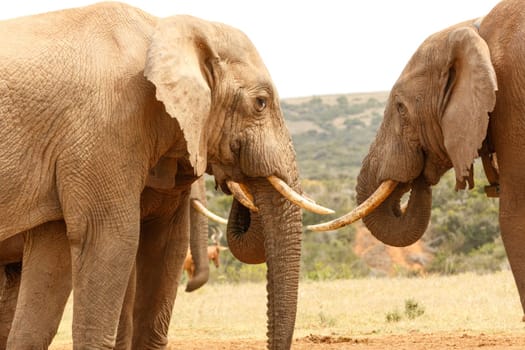 Bush Elephants standing close to each other, sizing up their tusks.