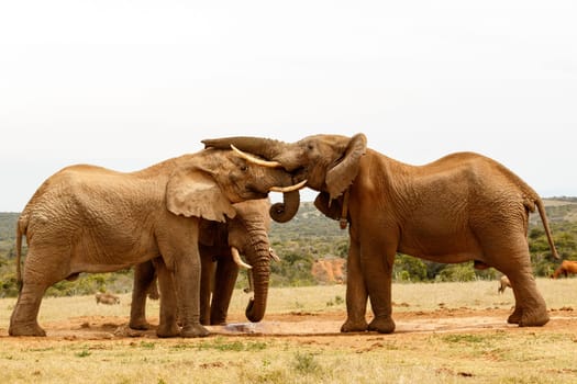 Elephant Standing at the watering hole with his trunk on his friends head.