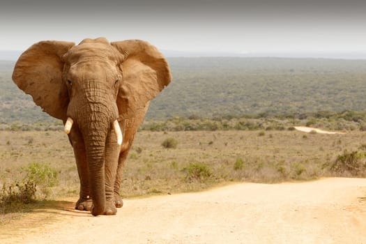 Elephant standing in the dirt road posing for a photo.