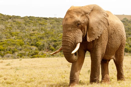 Elephant standing proudly looking at you in the field.