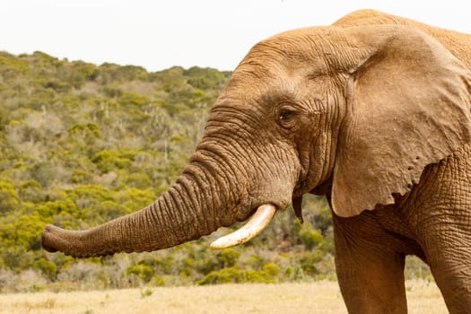 Elephant trumpet lifted up and sniffing the air.