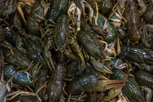 Live crayfish.  fresh crayfish