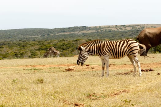 Burchell's zebra is a southern subspecies of the plains zebra. It is named after the British explorer and naturalist William John Burchell.