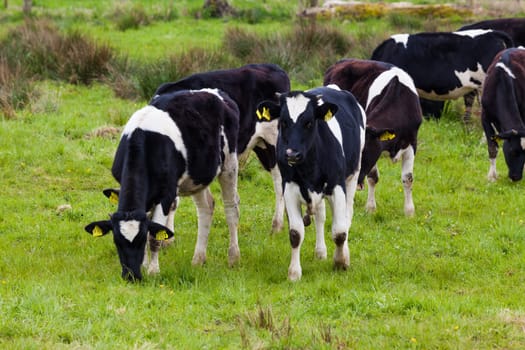 Herd of cows.  Cows on a green field.  cows on meadow