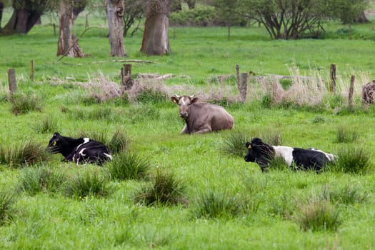 Cows on a green field.