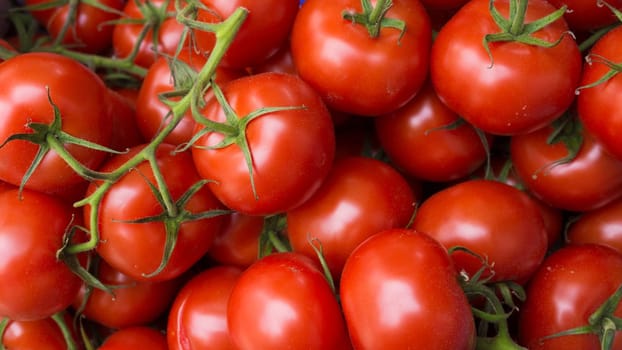red tomatoes background. Group of tomatoes