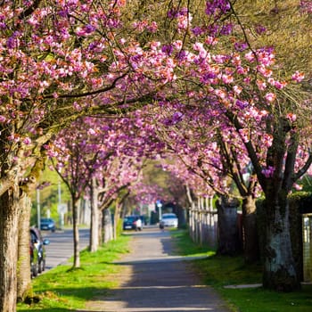 Cherry Blossom Pathway.  Beautiful Landscape