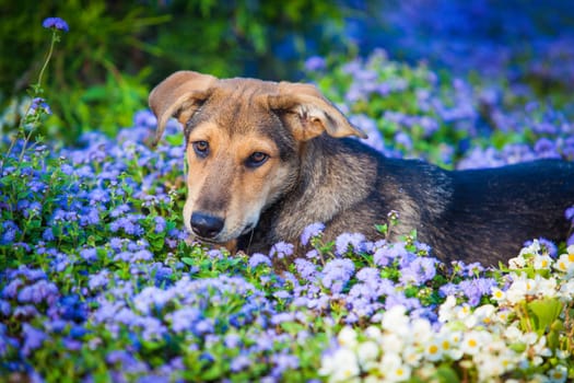 Dog in a flower field