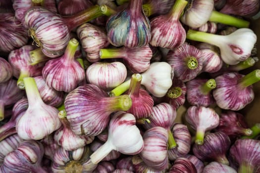 Fresh Garlic.  Garlic pile for background