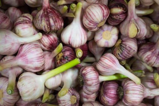 Fresh Garlic.  Garlic pile for background