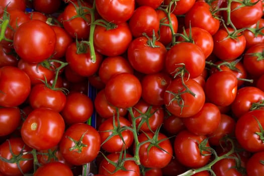 red tomatoes background. Group of tomatoes