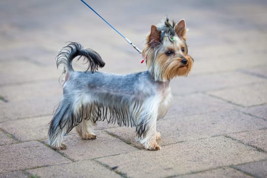 Yorkshire Terrier Dog