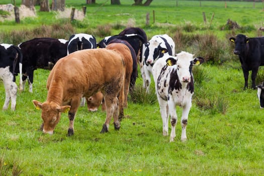 Herd of cows.  Cows on a green field.  cows on meadow