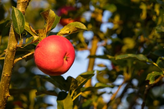 Picking ripe red apples hanging on the Christmas tree ready for autumn harvest against the blue sky