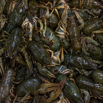 Live crayfish.  fresh crayfish