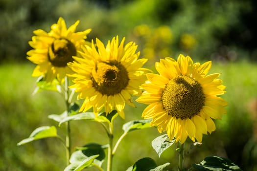 Sunflowers in full bloom in the sunshine