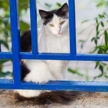 street cat