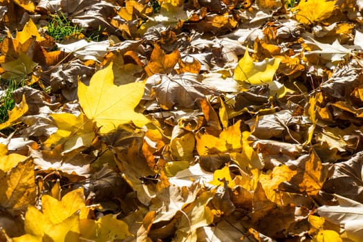 Many Golden autumn leaves covering the lawn while the sun shines through the beautiful leaves