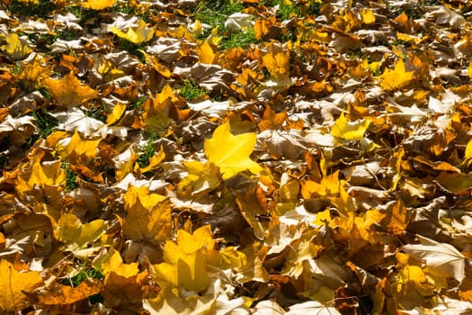 Many Golden autumn leaves covering the lawn while the sun shines through the beautiful leaves