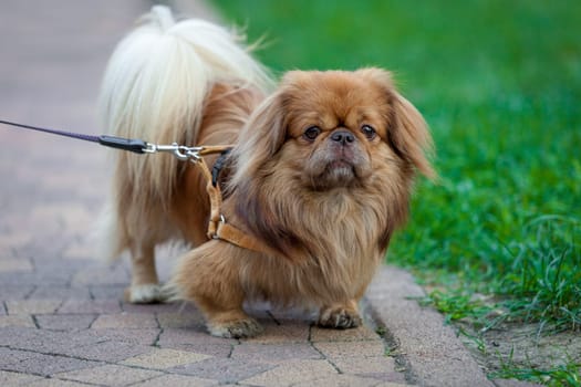 beautiful pekingese on grass