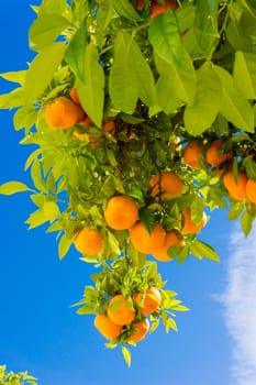 Orange tree. oranges hanging tree. Ripe tangerines on a tree branch.