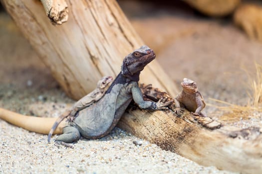 lizard