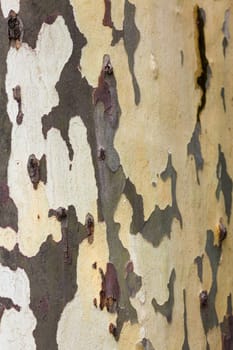 Wooden texture. Platan tree
