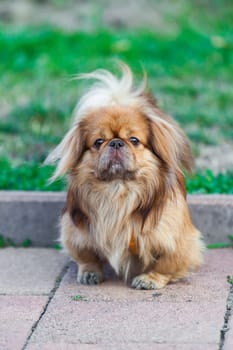 Pekingese dog