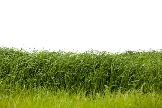 Grass isolated on white background.