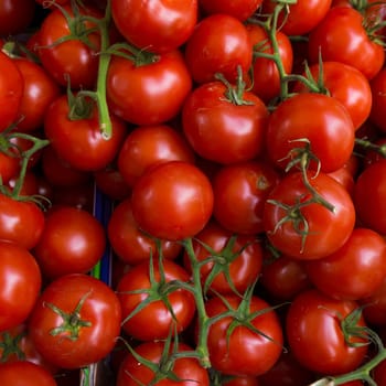 red tomatoes background. Group of tomatoes