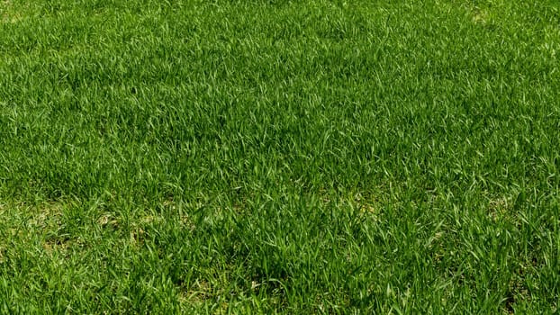 Green grass texture from a field