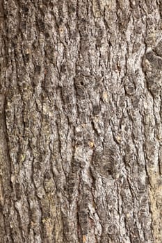 Tree bark texture