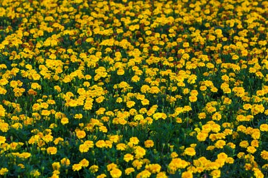 Yellow flowers