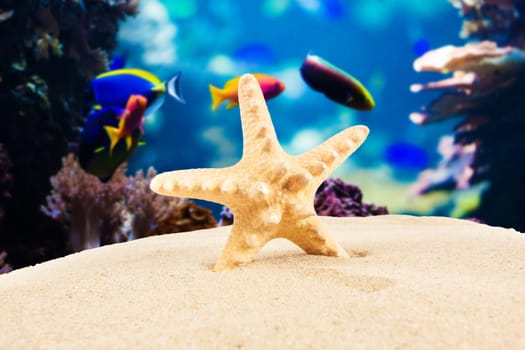 Summer background. Beauty summer background for summer time .Starfish on summer background