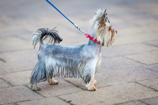 Yorkshire Terrier Dog