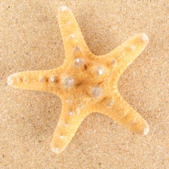 Summer background. Beauty summer background for summer time .Starfish on summer background