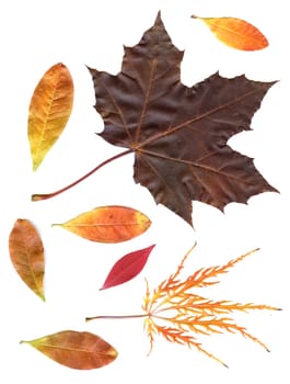 autumn dried leaves isolated on white