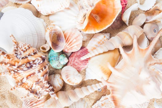 Shells and starfish on sandy beach. Summer background. Summer concept . Starfish with sand as background