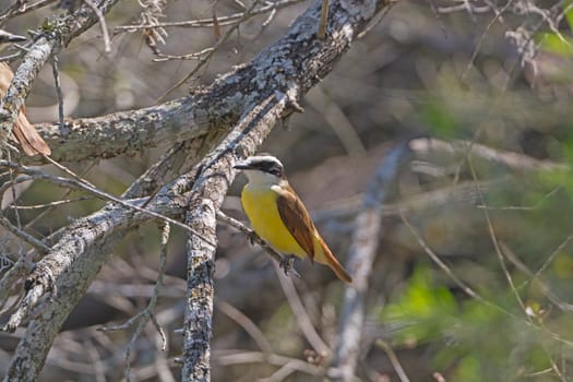 Great Kiskadee in Santa Ana National Wildlife Refuge in Texas